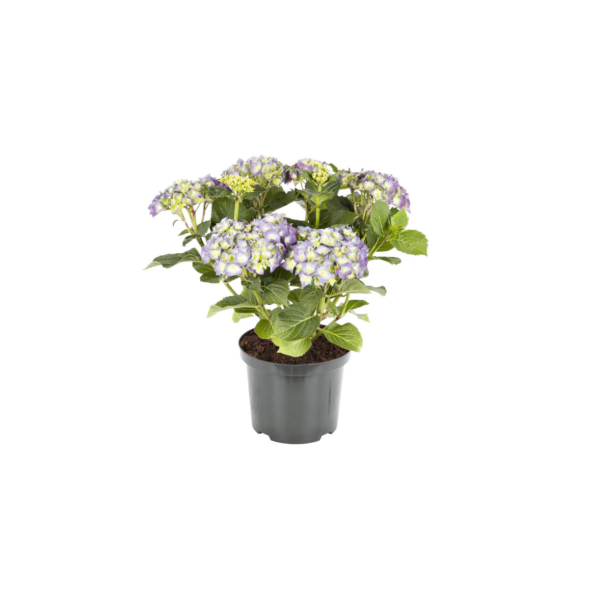 Plantiflor  Bauernhortensien versch Farben Topf Durchmesser 20 cm Bild 3