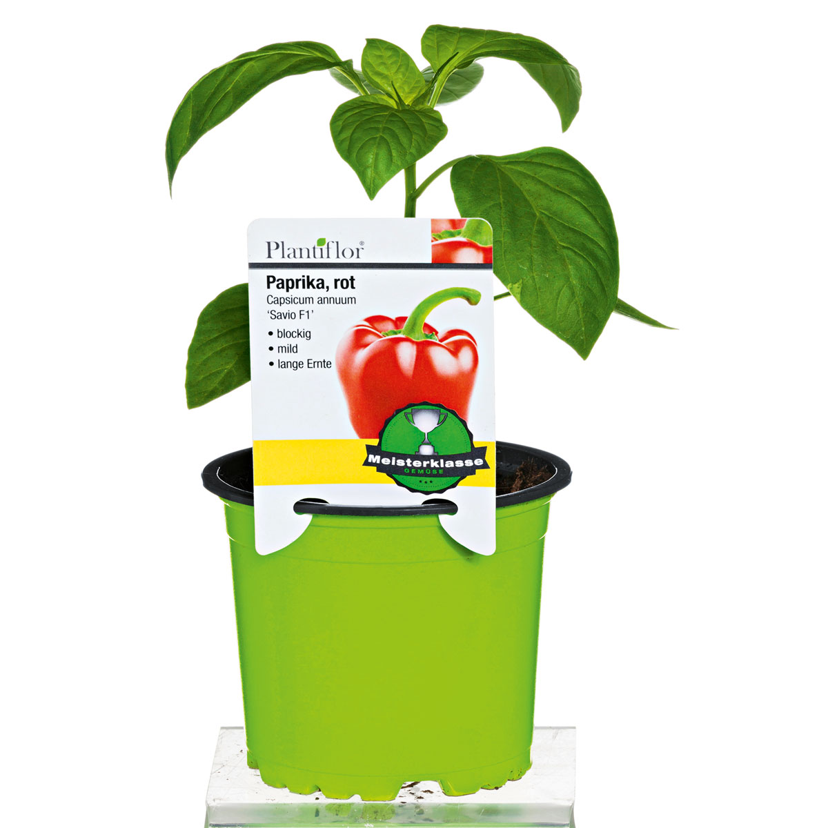 Plantiflor Meisterklasse Paprika rot Savio Topf Durchmesser 11 cm