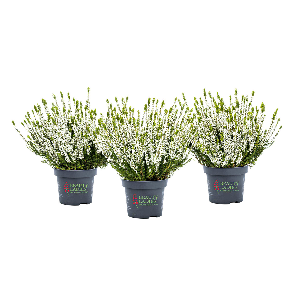 Knospenblüher Beauty Ladies Topf- Durchmesser 11 cm Bild 5