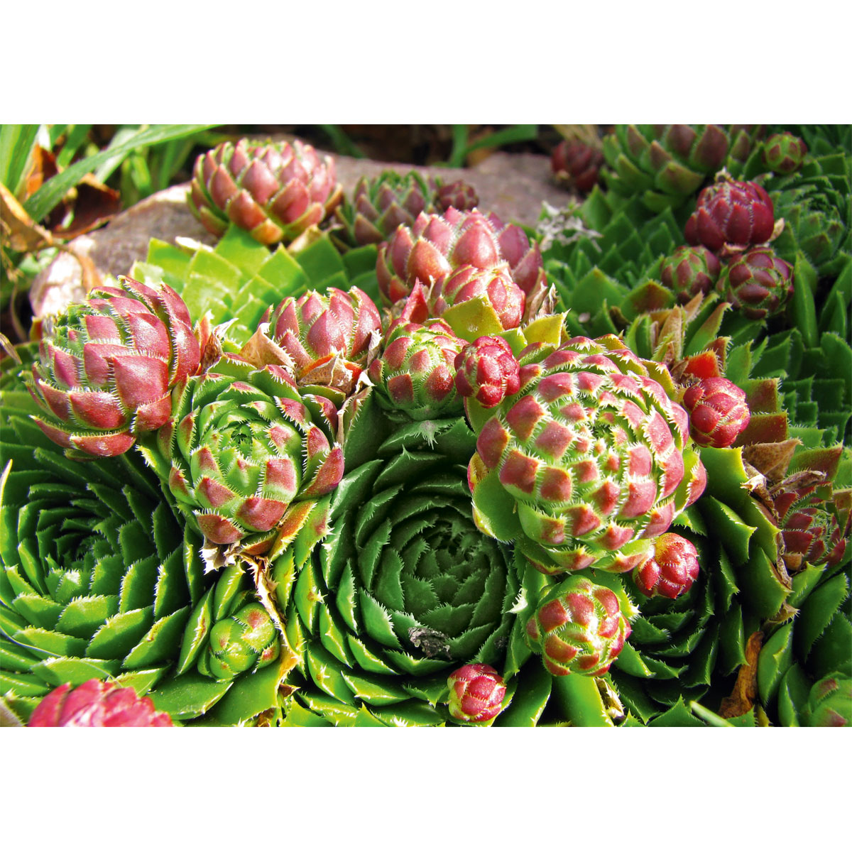 Plantiflor  Hauswurz Topf-Ø 10,5 cm Bild 2