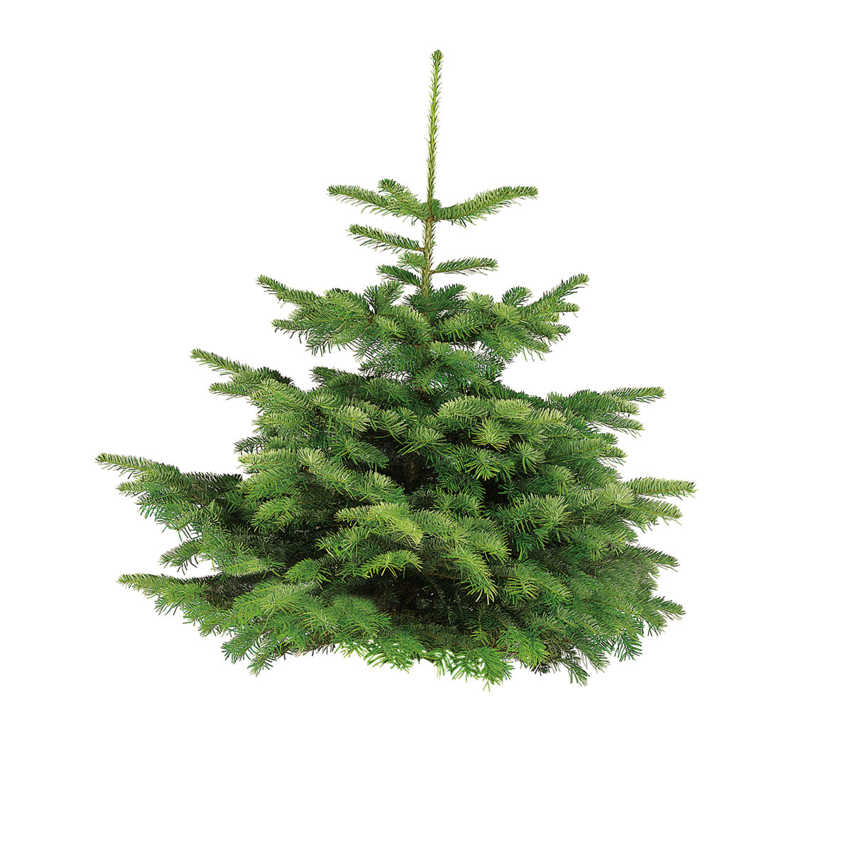 Plantiflor Nordmanntanne auf Holzkreuz 80-100 cm