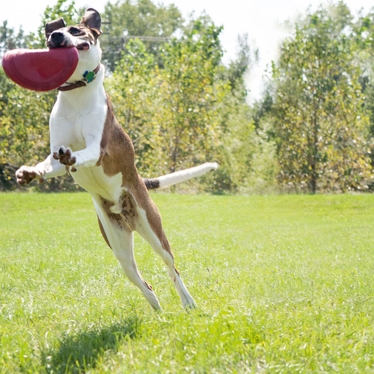 Kong  Flyer rot Bild 5