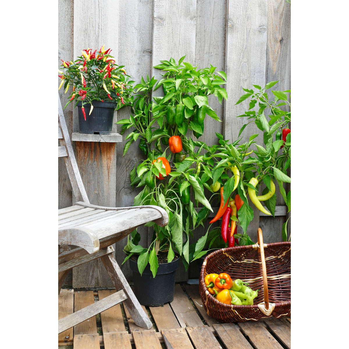 Plantiflor  Balkongemüse Topf Durchmesser 11 cm Bild 2