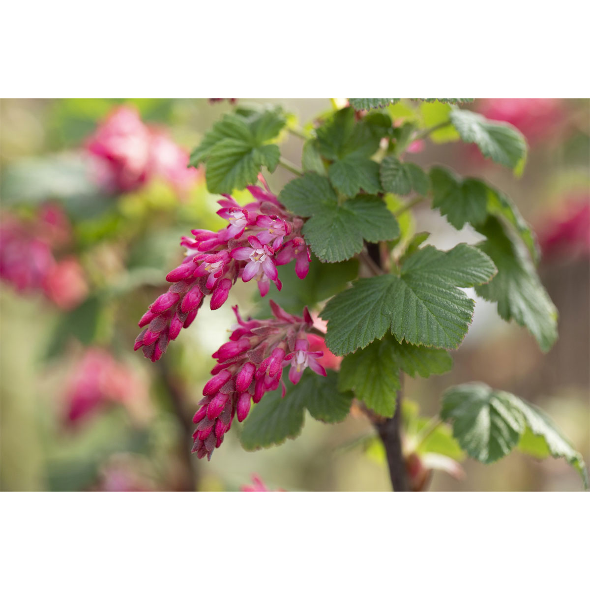 Plantiflor Blutjohannisbeere King Edward VII Topf Durchmesser 19 cm