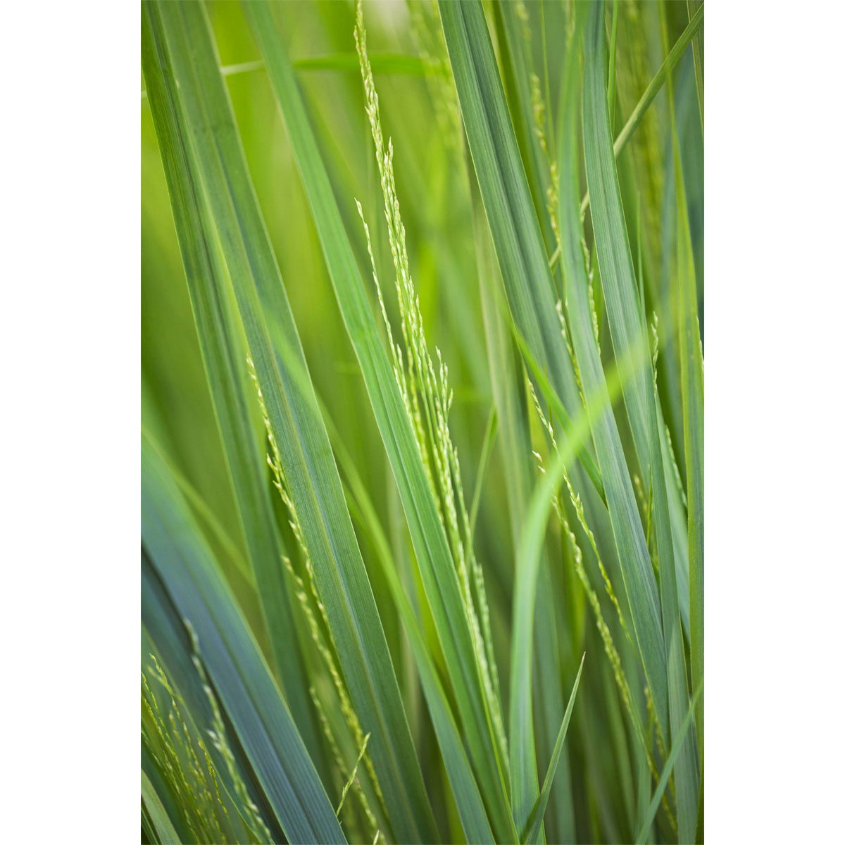 Plantiflor  Ruten-Hirse Topf- Durchmesser 23 cm Bild 2