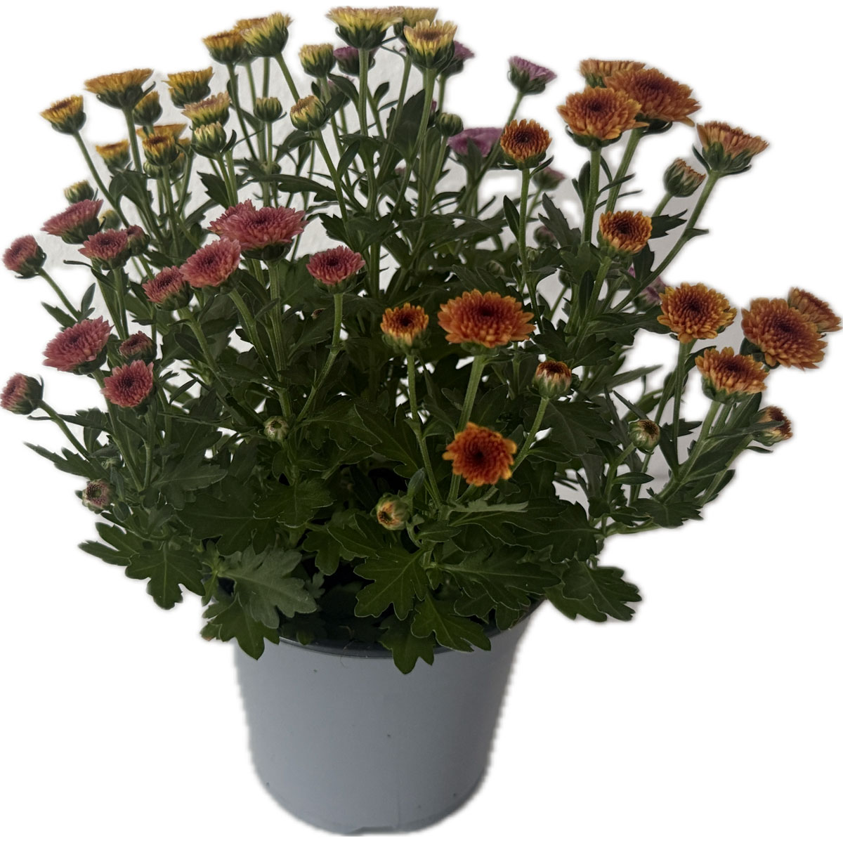 Chrysantheme Jellyfish 5-farbig im 14 cm Topf Bild 4