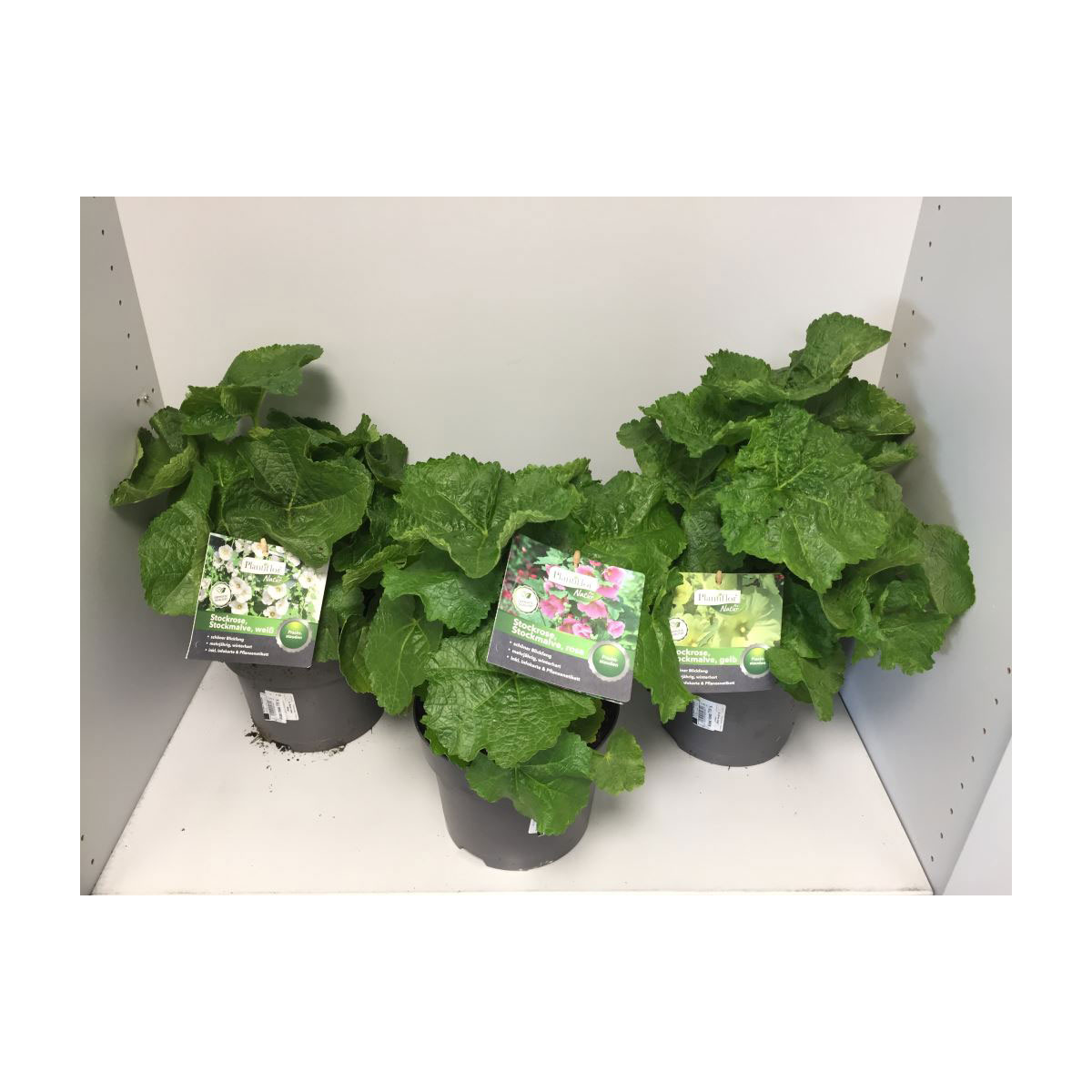 Plantiflor  Stockrose Topf Durchmesser 19 cm