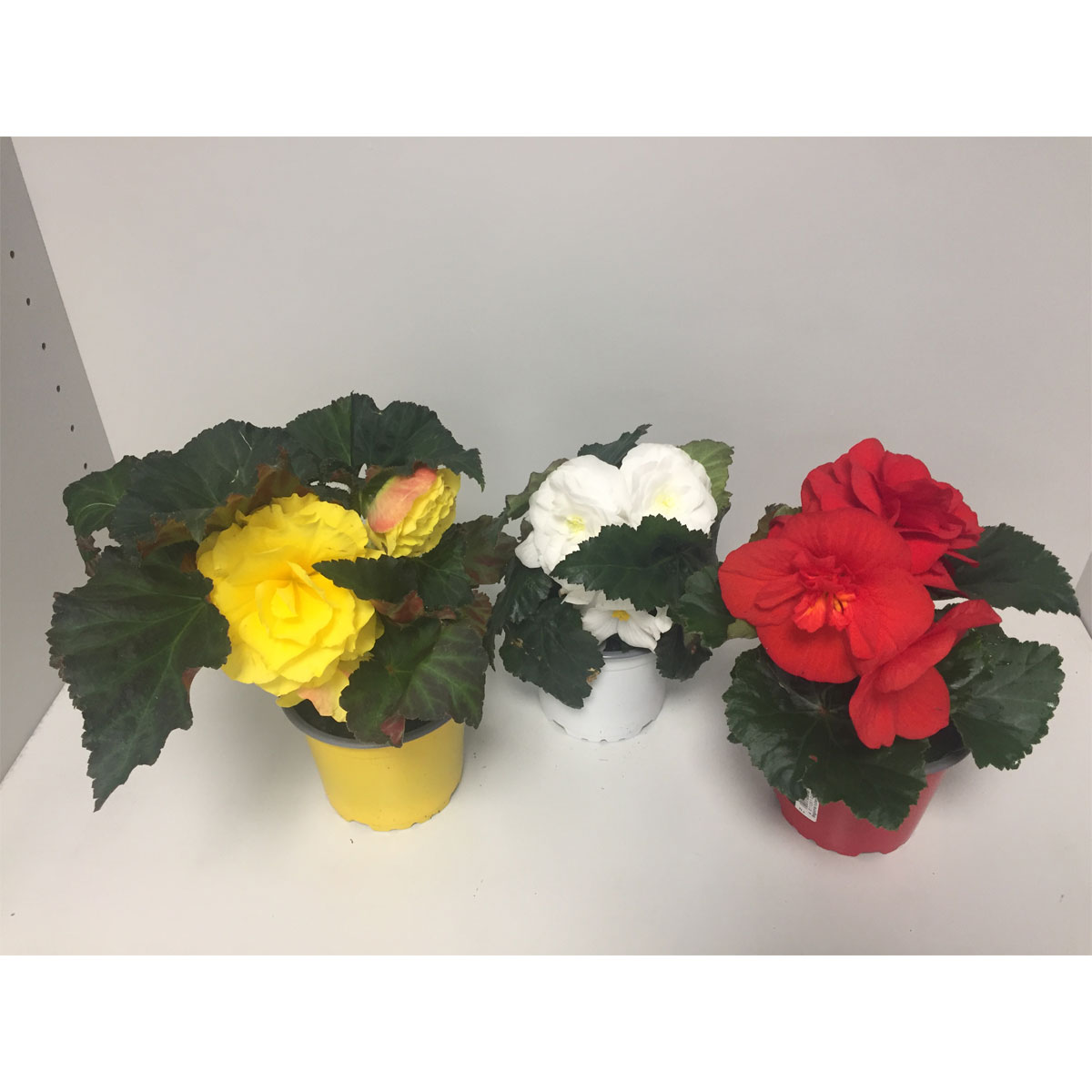 Plantiflor  Knollenbegonie verschiedene Farben T12