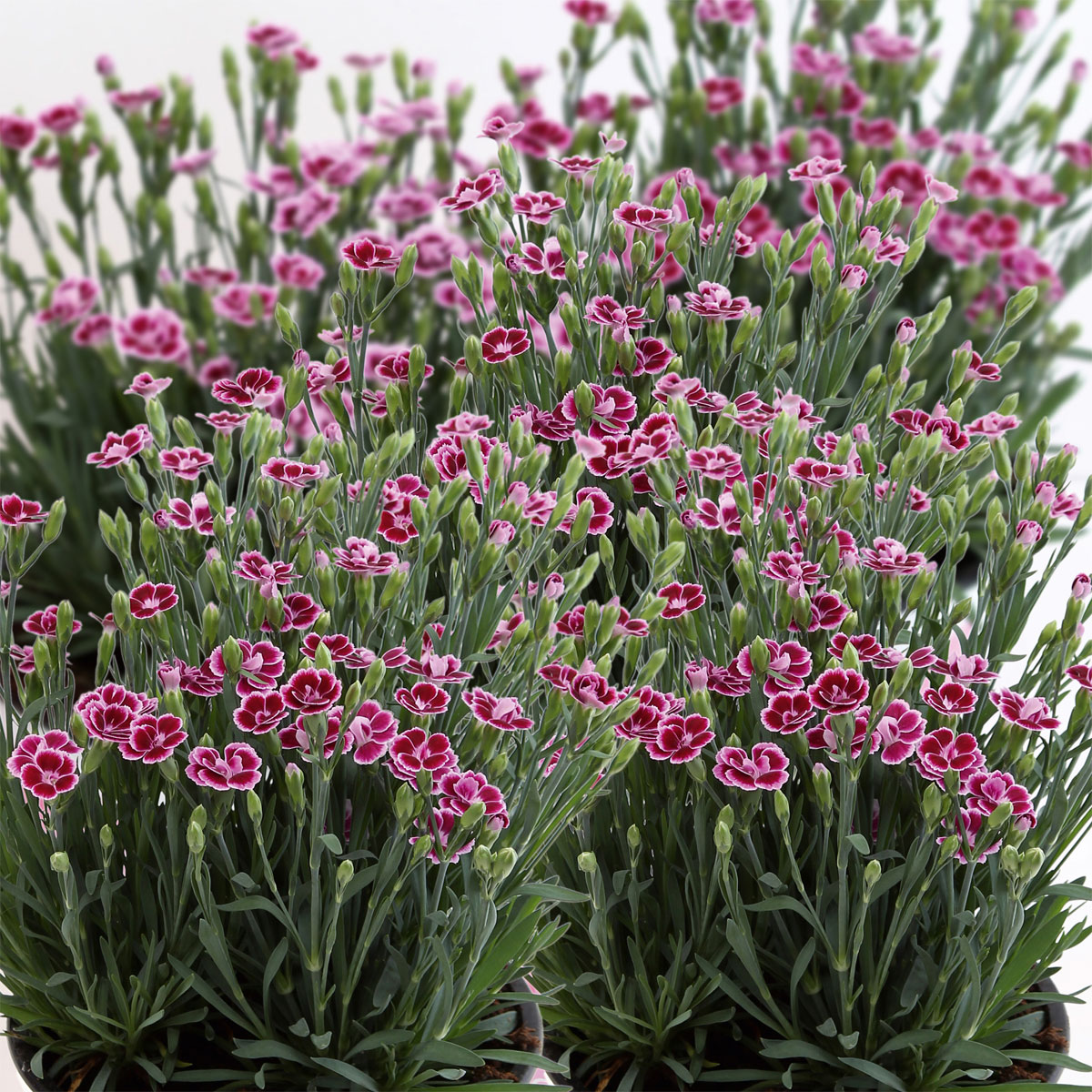 Plantiflor  Prinzess-Nelke Pink Kisses Topf- Durchmesser 12 cm Bild 6