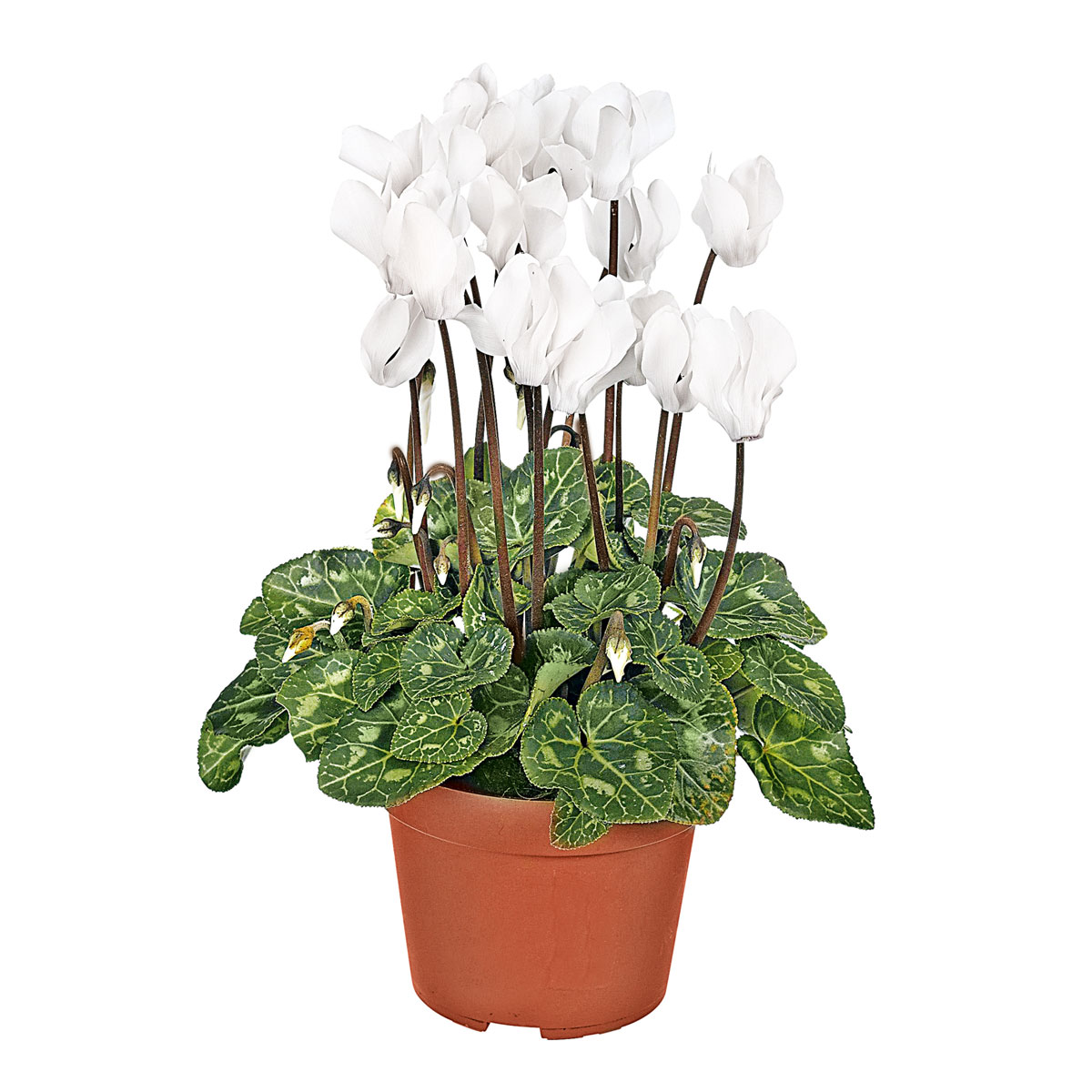 Plantiflor  Alpenveilchen Topf Durchmesser 10,5 cm