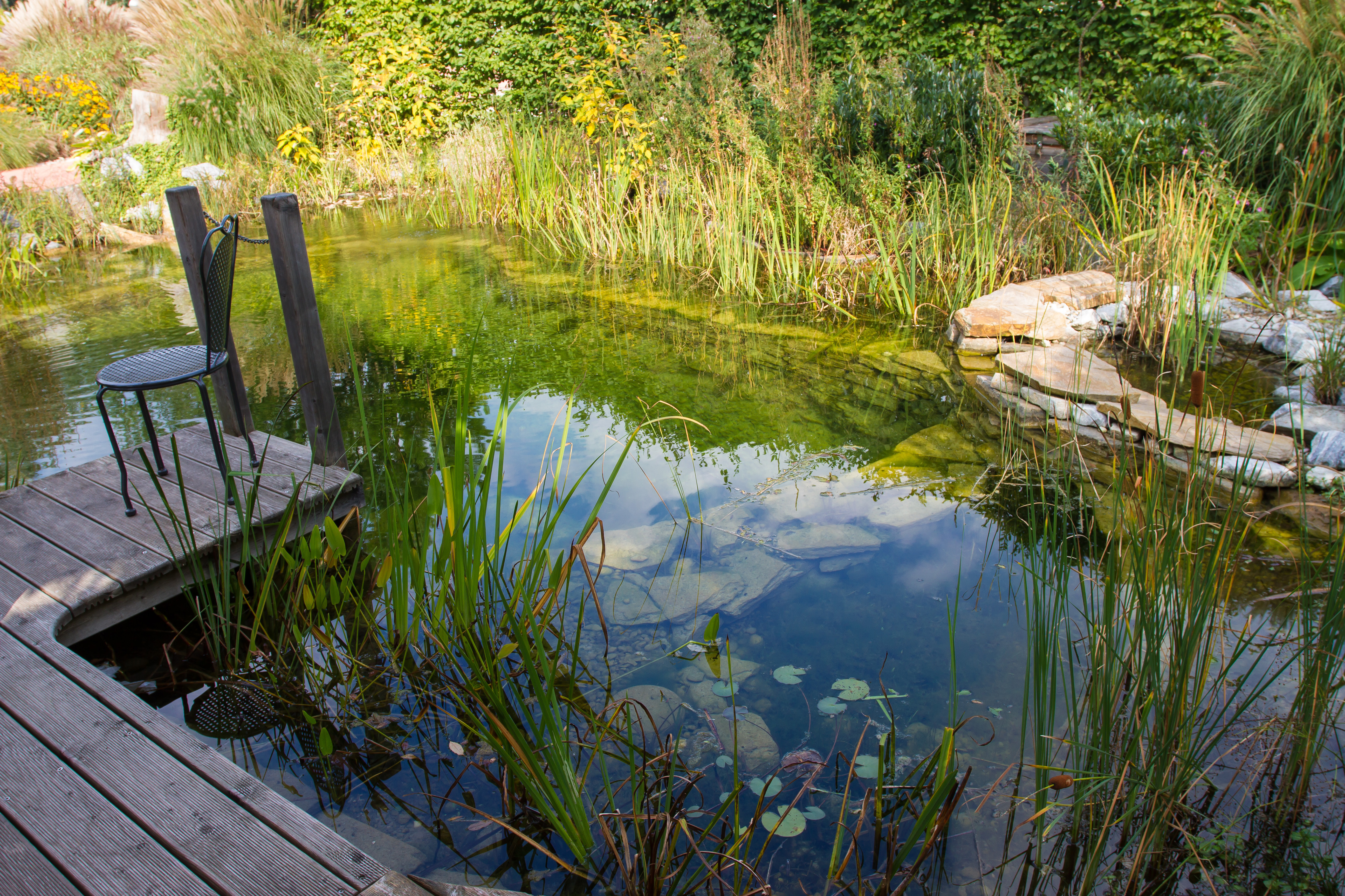 Ein Teich mit Grünpflanzen 