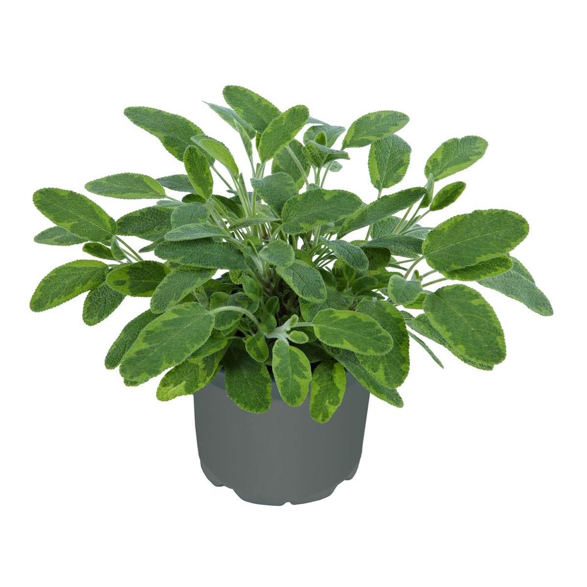 Plantiflor  Gourmetkräuter Goldsalbei Topf 12 cm