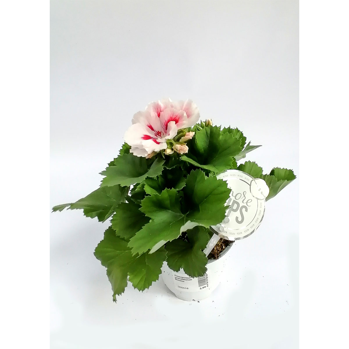 Plantiflor  Edelgeranie 2-farbig weiß-mix T12