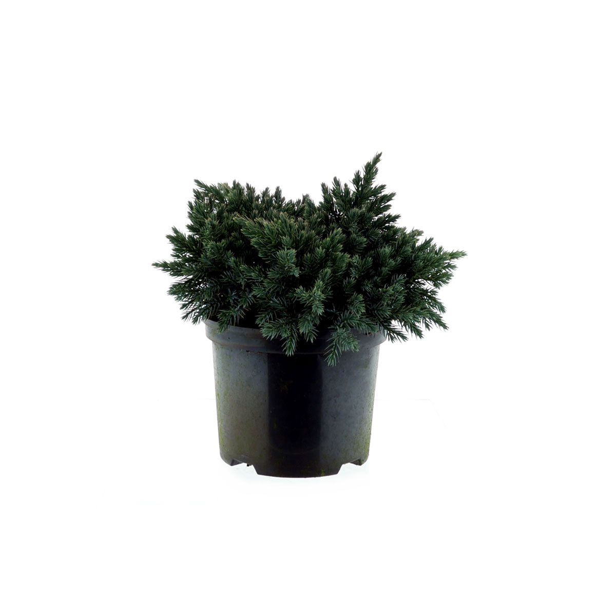 Plantiflor Blauer Zwerg-Wacholder Blue Star Topf Durchmesser 17 cm