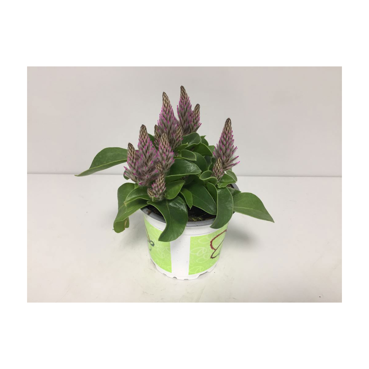 Plantiflor  Haarschöpfchen T12