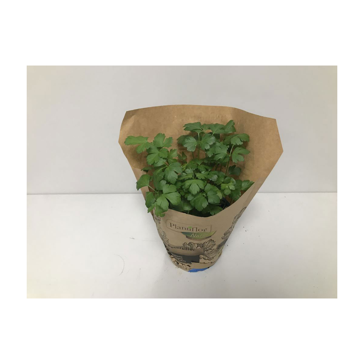 Plantiflor Bio-Petersilie glatt T14