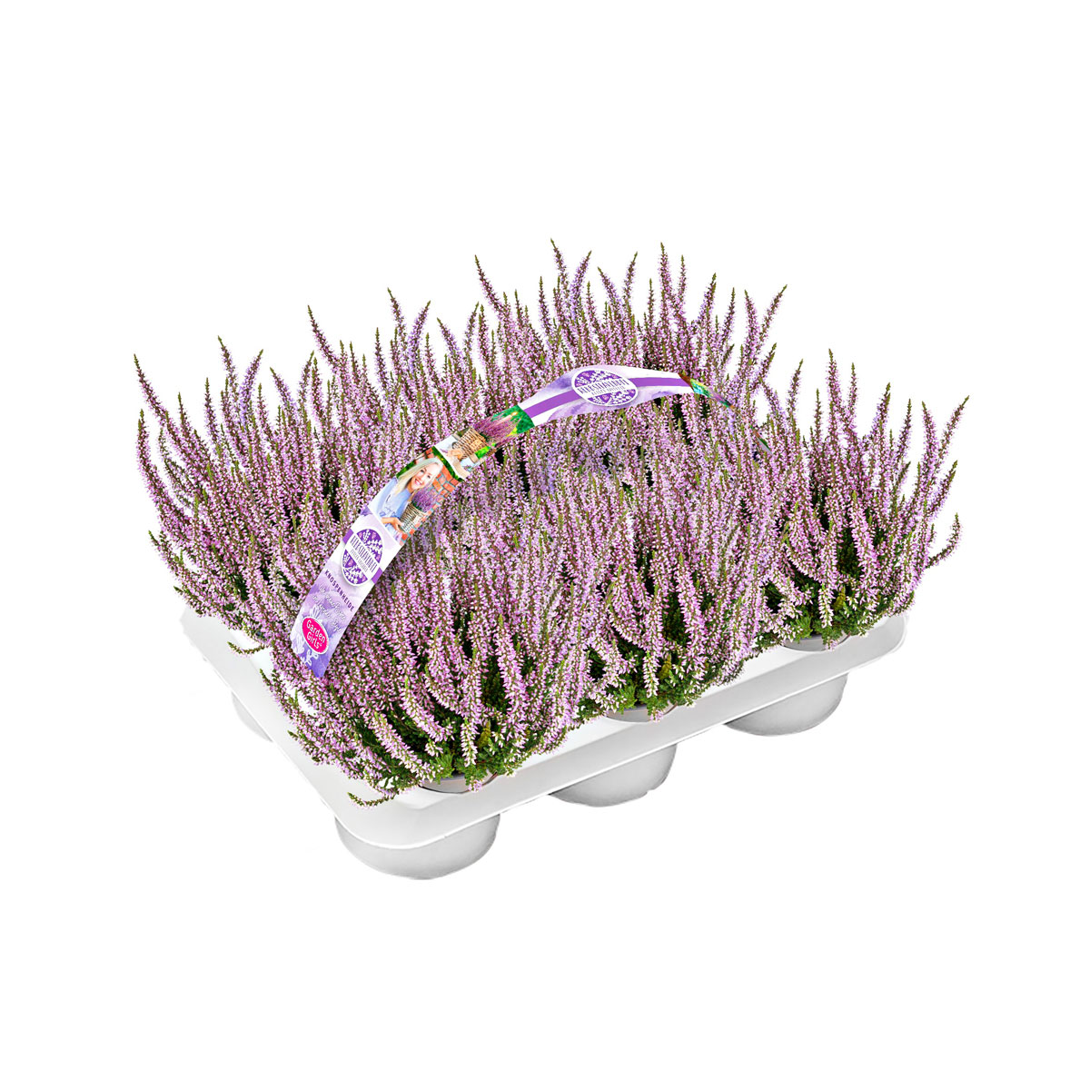 Knospenheide Garden Girls Herbstlavendel 6er-Pack Knospenheide Garden Girls Herbstlavendel 6er-Pack