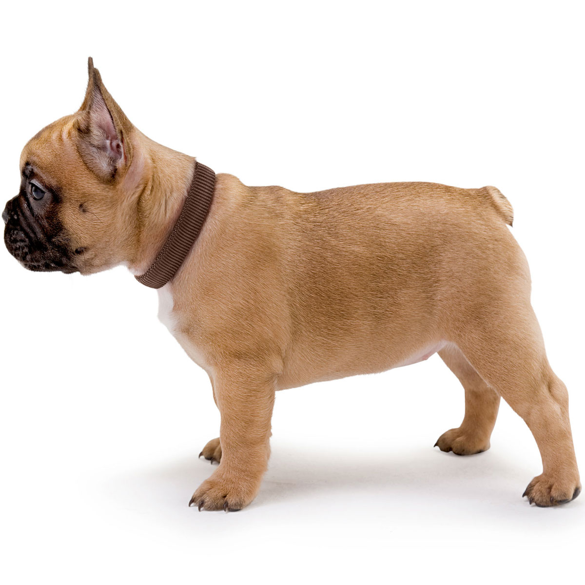 Hunter Halsung Vario Plus verstellbar braun Größe L-XL 25 mm Bild 3