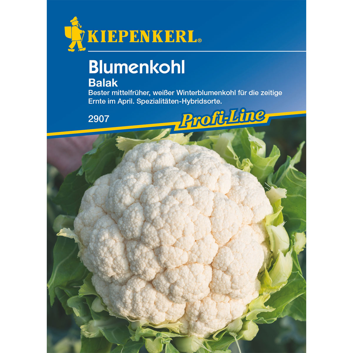 Kiepenkerl Blumenkohl Ballak
