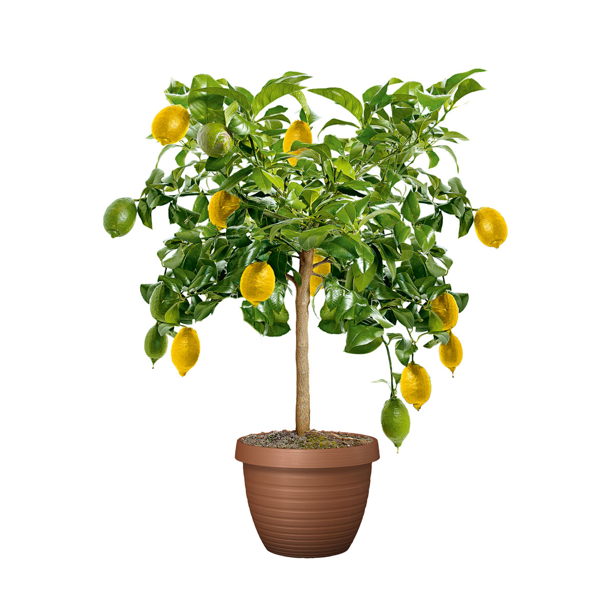 Plantiflor  Citrus-Ministamm Topf Durchmesser 20 cm 70-80 cm Bild 3