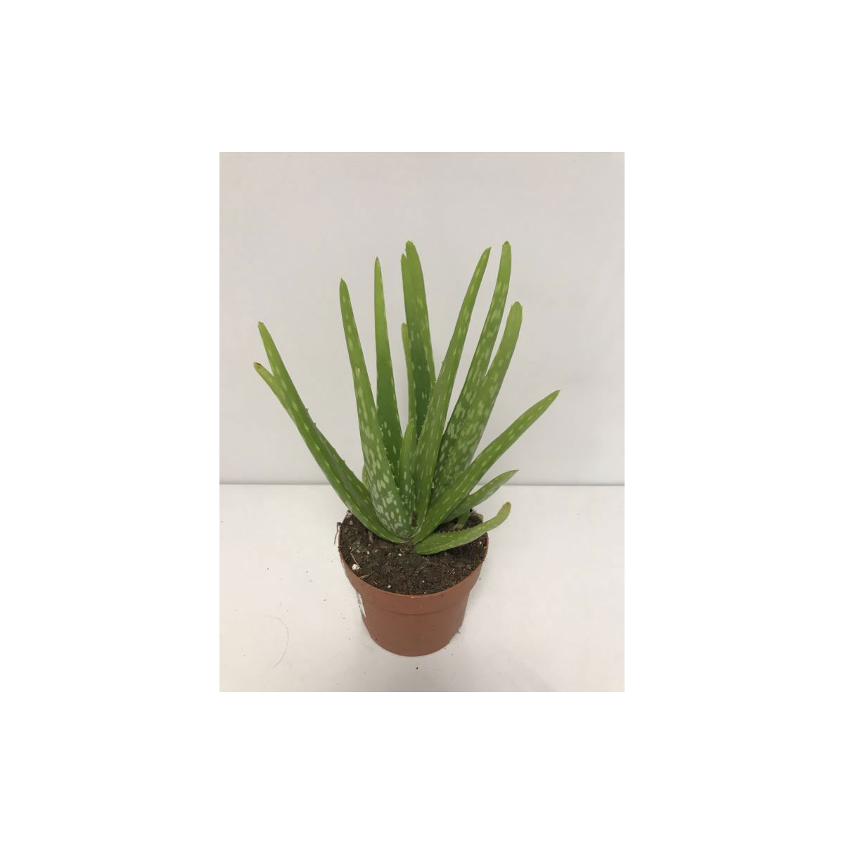 Plantiflor  Aloe Vera Barbadensis T12