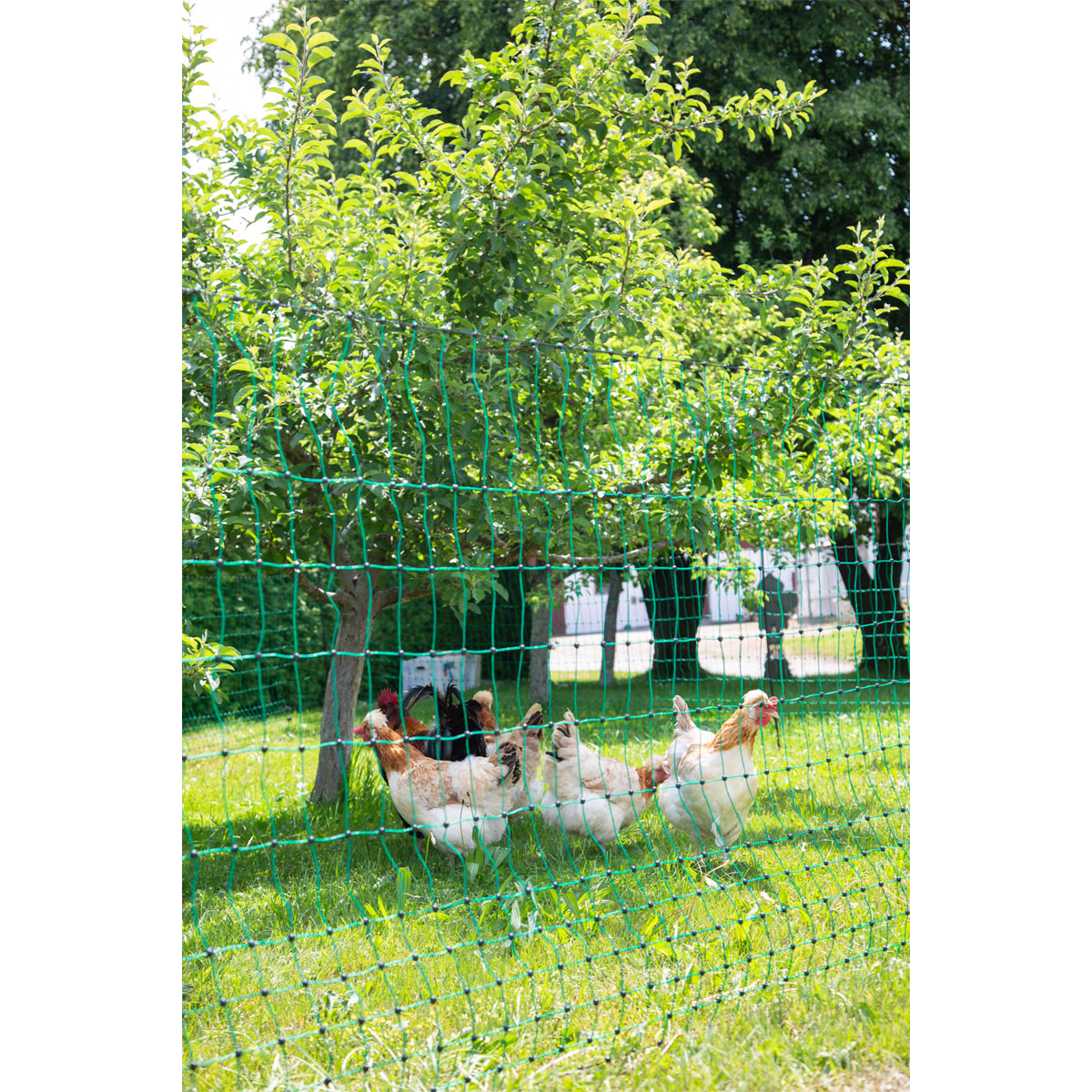 Geflügelnetz PoultryNet Doppelspitze 2500 x 106 cm dunkelgrün Bild 8