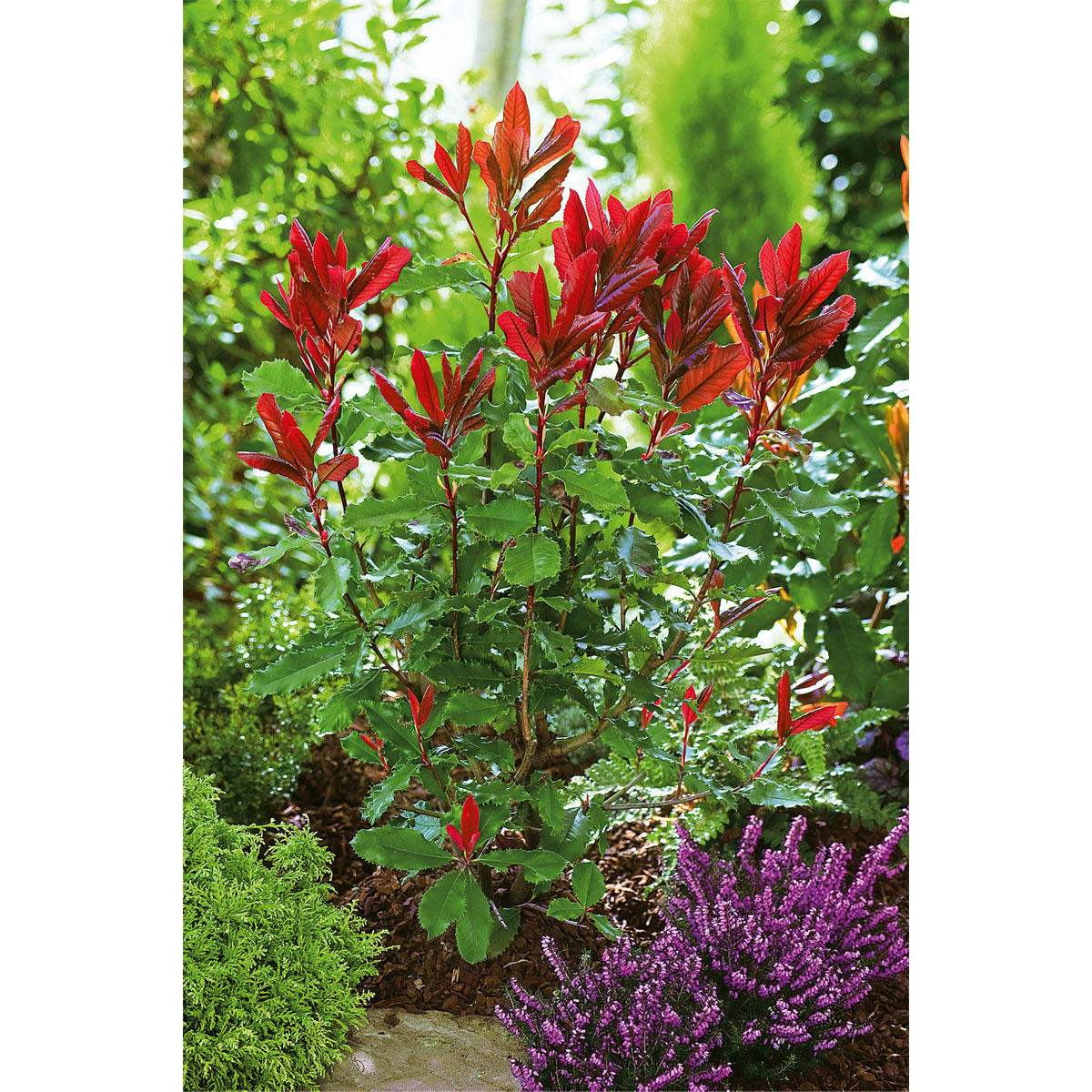 Plantiflor  Glanzmispel Carré Rouge Topf Durchmesser 17 cm Bild 3