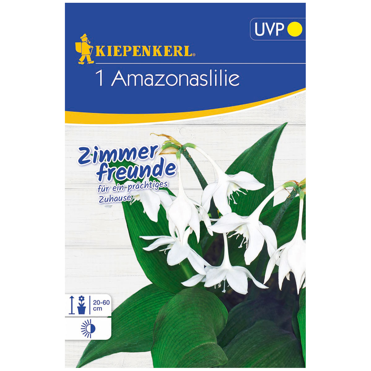 Kiepenkerl Amazonaslilie Größe 14/16 1 Stück Bild 1