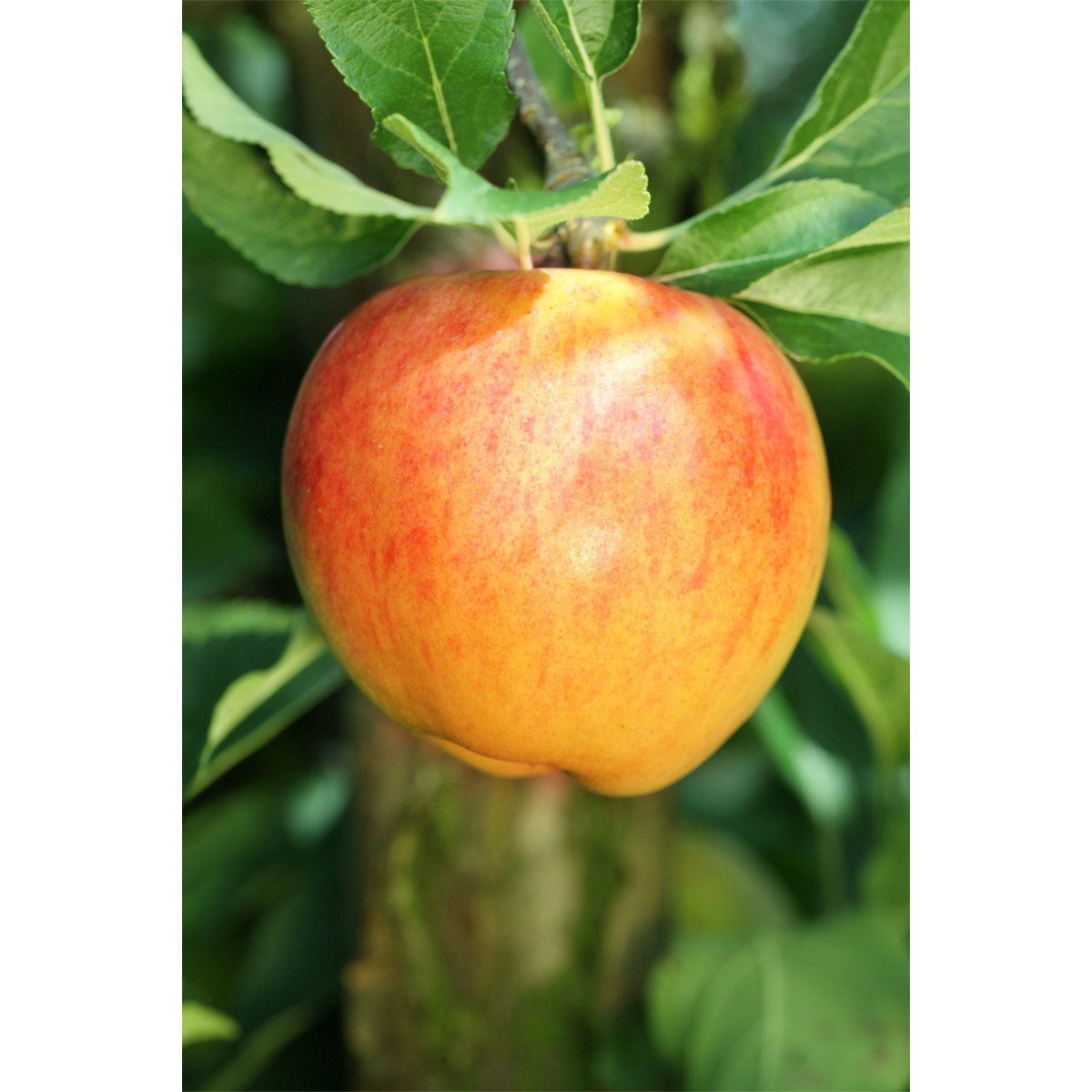 Plantiflor  BIO-Apfel 'Alkmene'