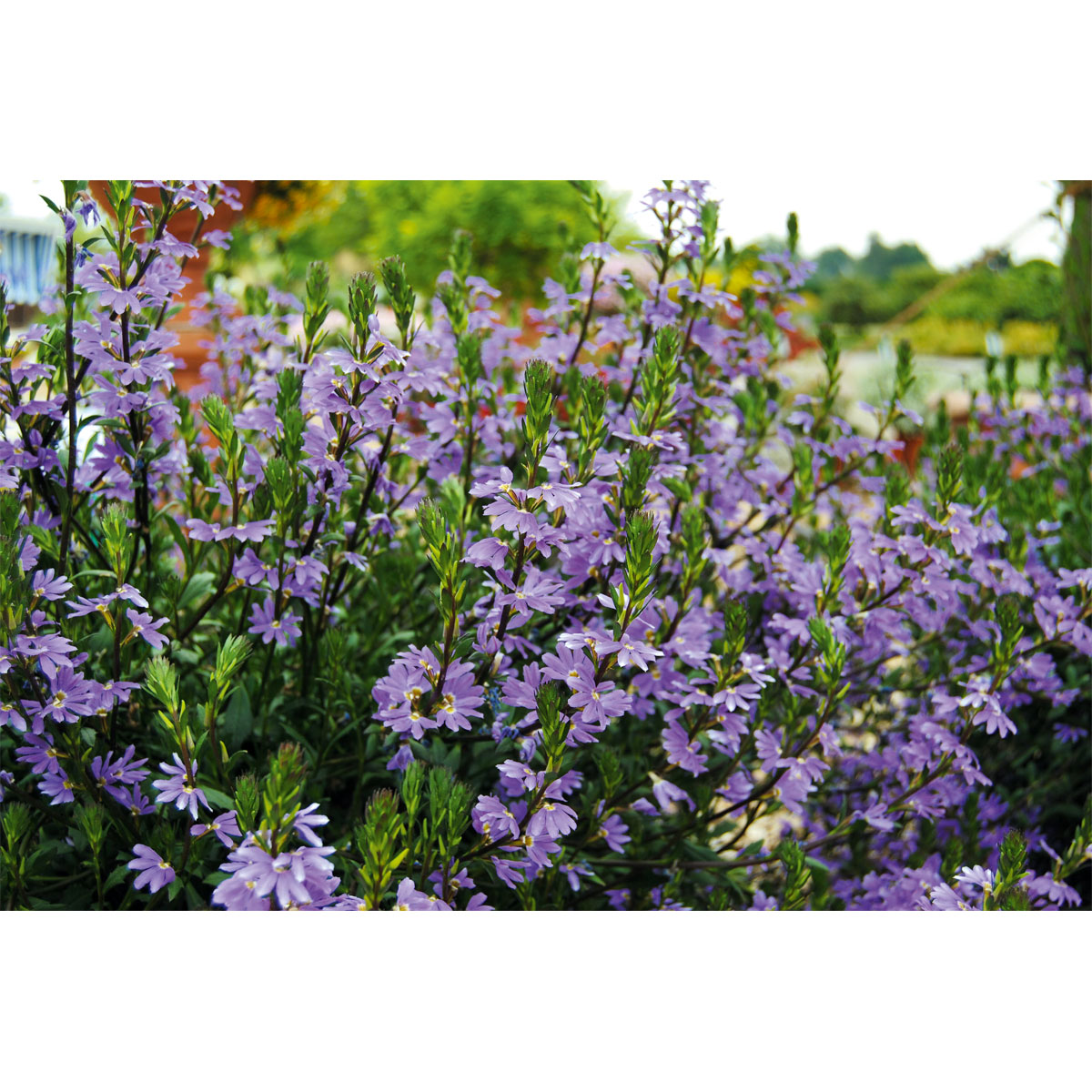 Plantiflor  Fächerblume Topf Durchmesser 13 cm Bild 2