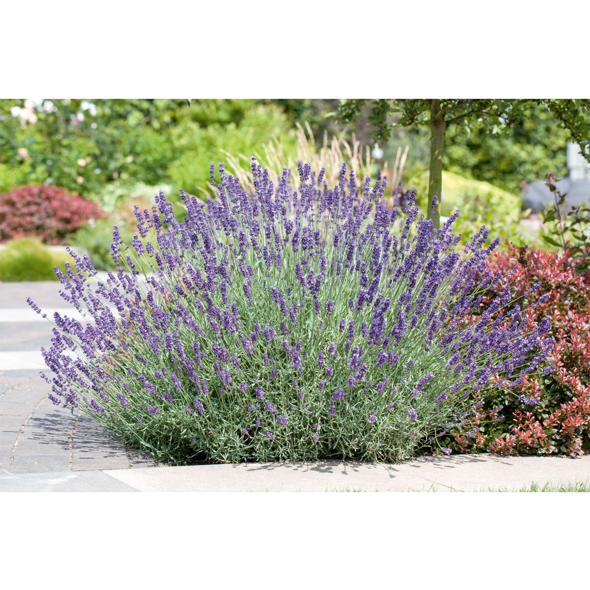 Plantiflor  Lavendel blaue Blüten Topf Durchmesser 17 cm Bild 2