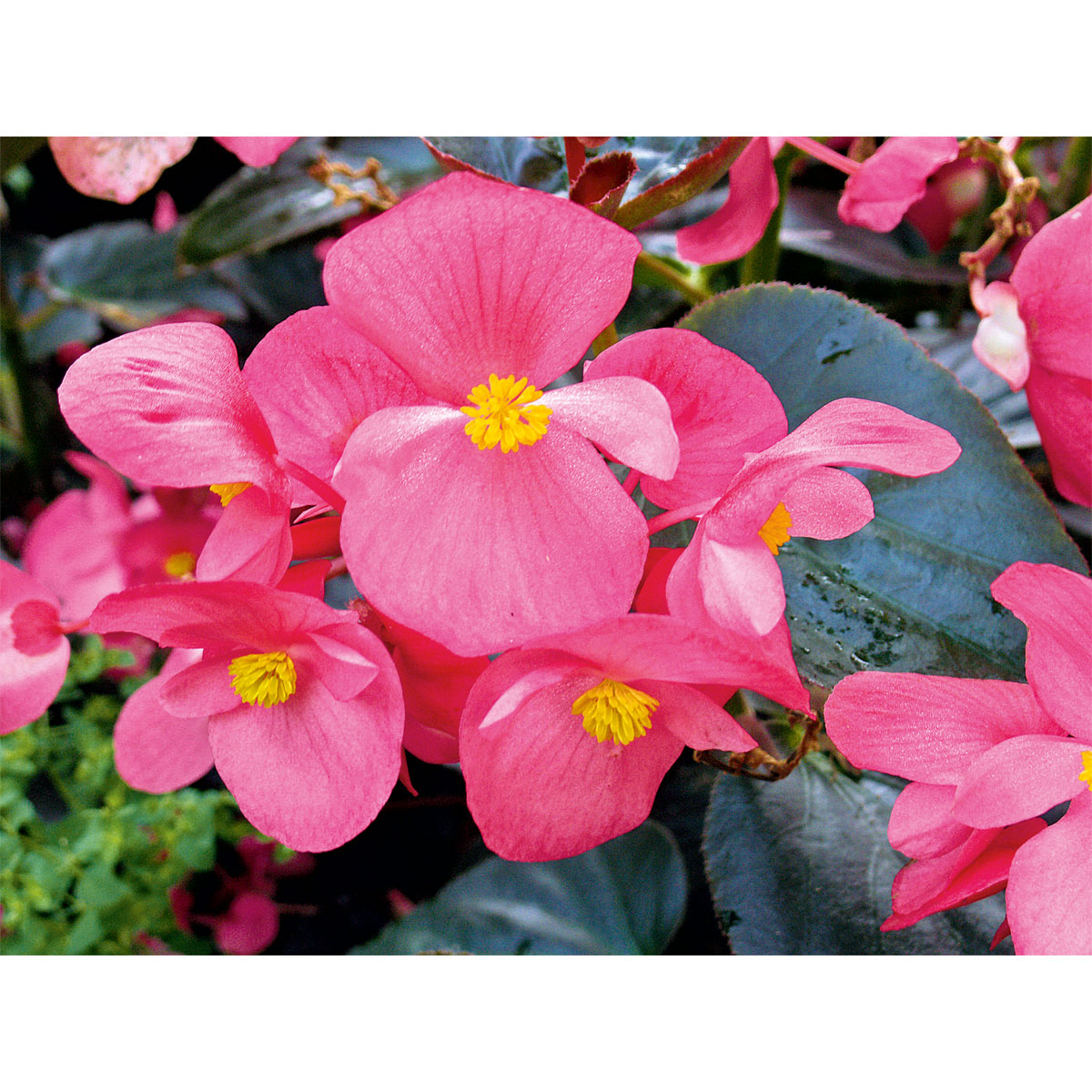 Plantiflor  Eisbegonie Topf Durchmesser 9 cm Bild 2