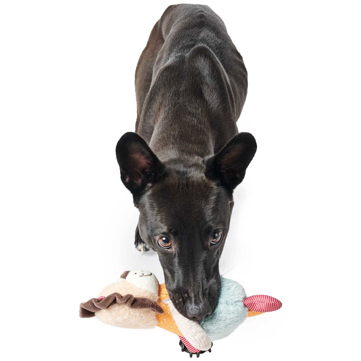 Hunter Hundespielzeug Muli Löwe mehrfarbig 18 cm Bild 3