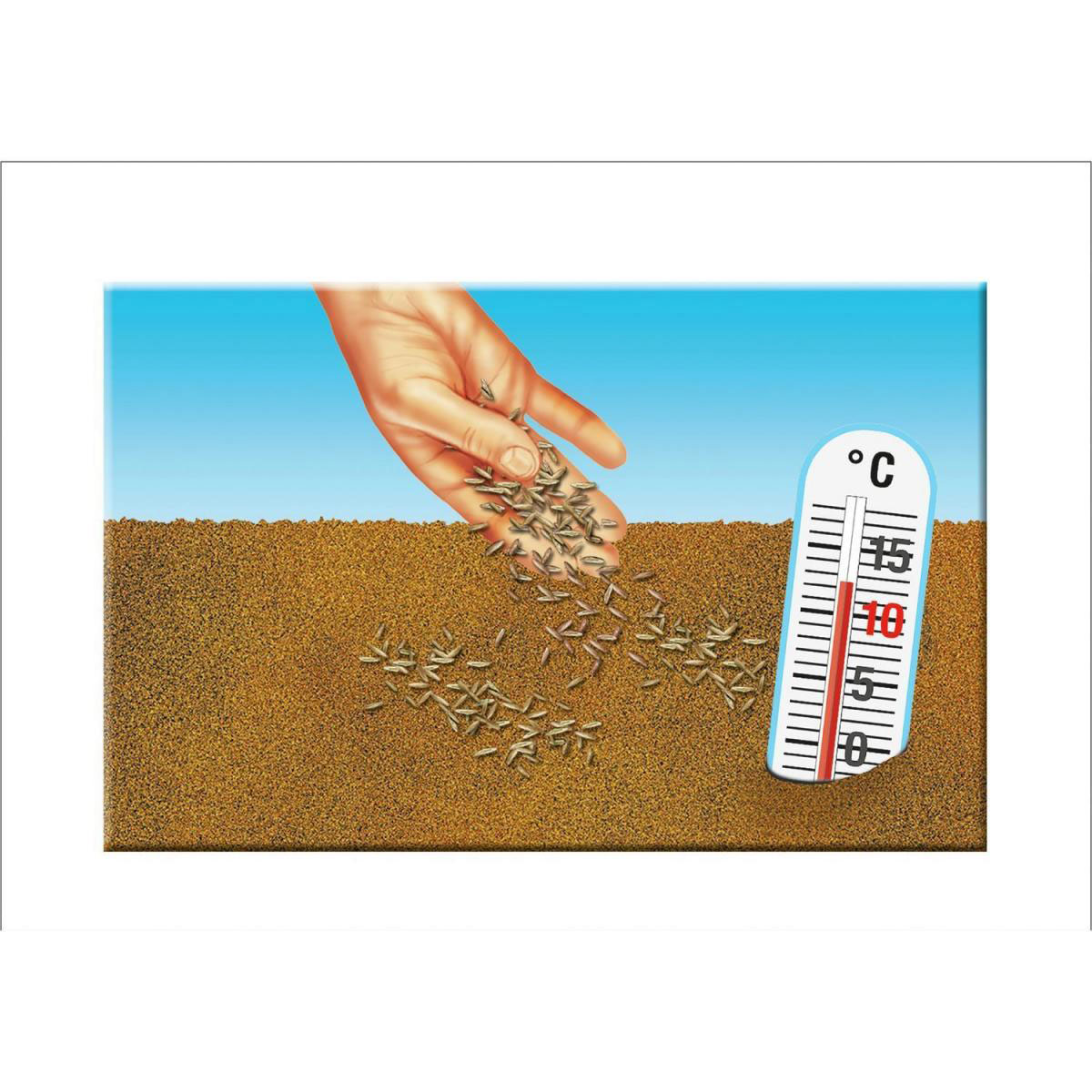 Compo Rasensaat Spiel und Sport 5 kg für 250 m² Bild 5