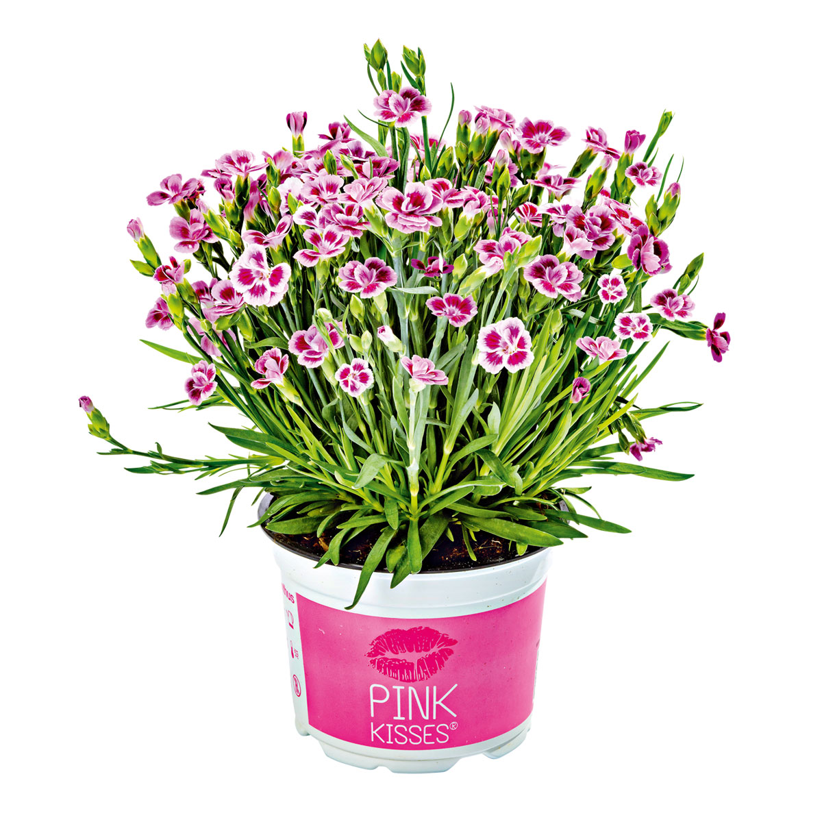 Plantiflor Prinzess-Nelke Pink Kisses Topf- Durchmesser 12 cm