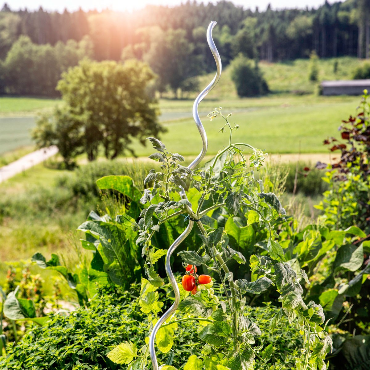Windhager  Tomatenspiralstab 180 cm