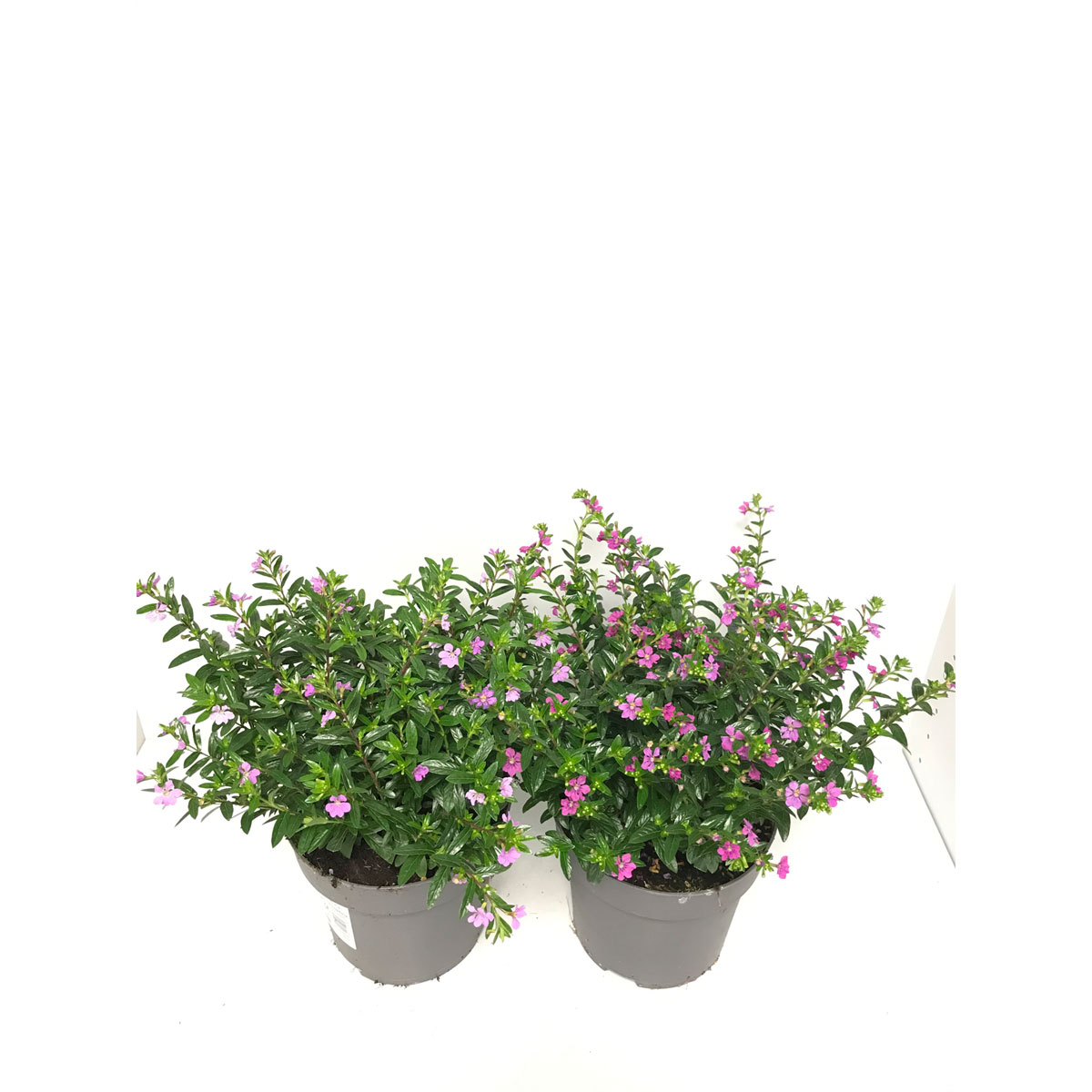 Plantiflor  Japanische Scheinmyrthe Flory Glory T17