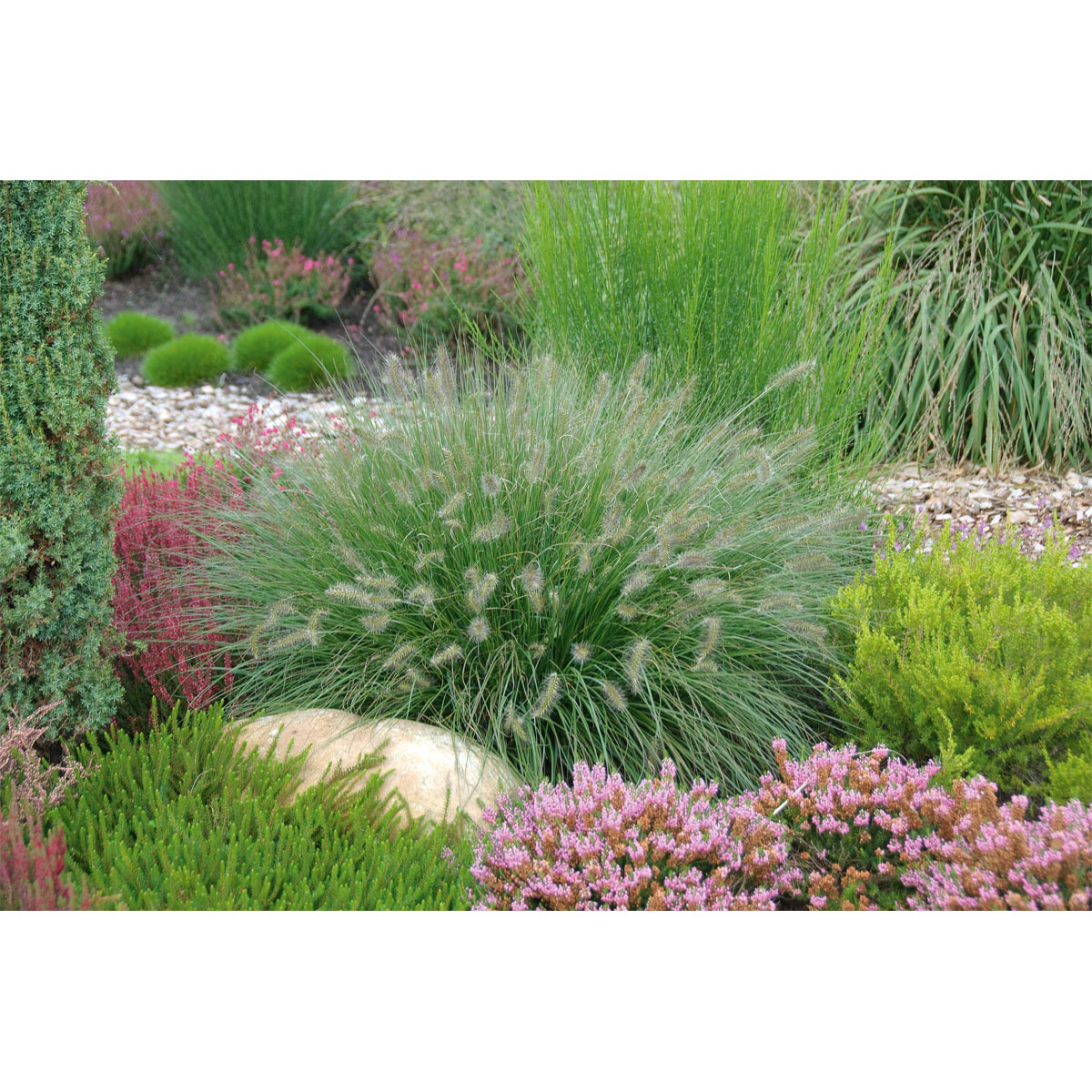 Plantiflor Lamputzergras Hameln Topf Durchmesser 17 cm Bild 1