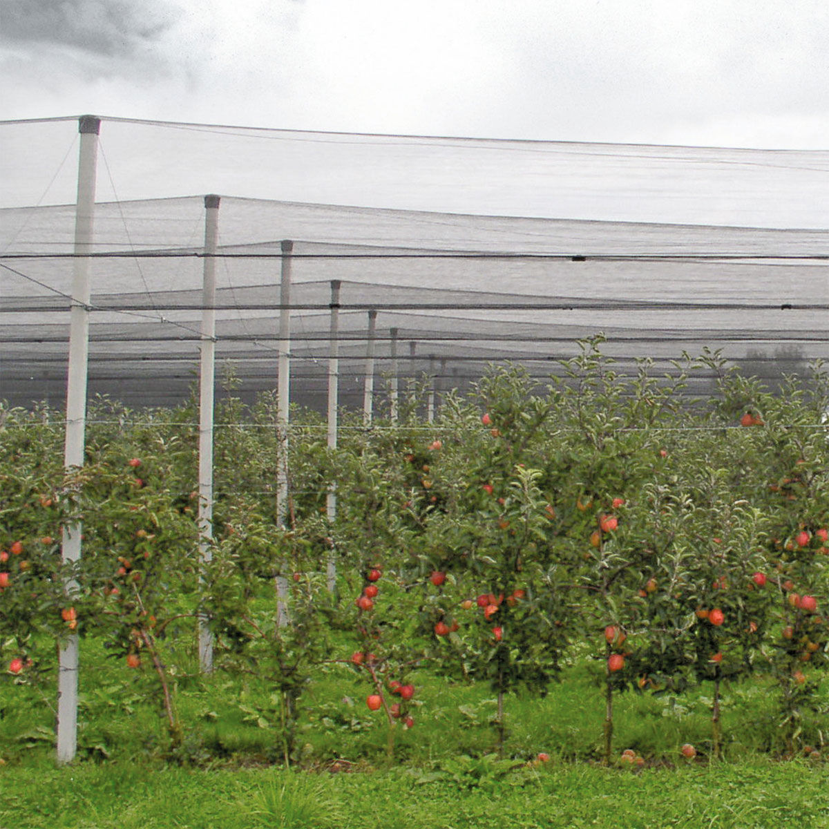 Windhager Hagelschutz-Netz 5x2 m grün Maschenweite 8 mm