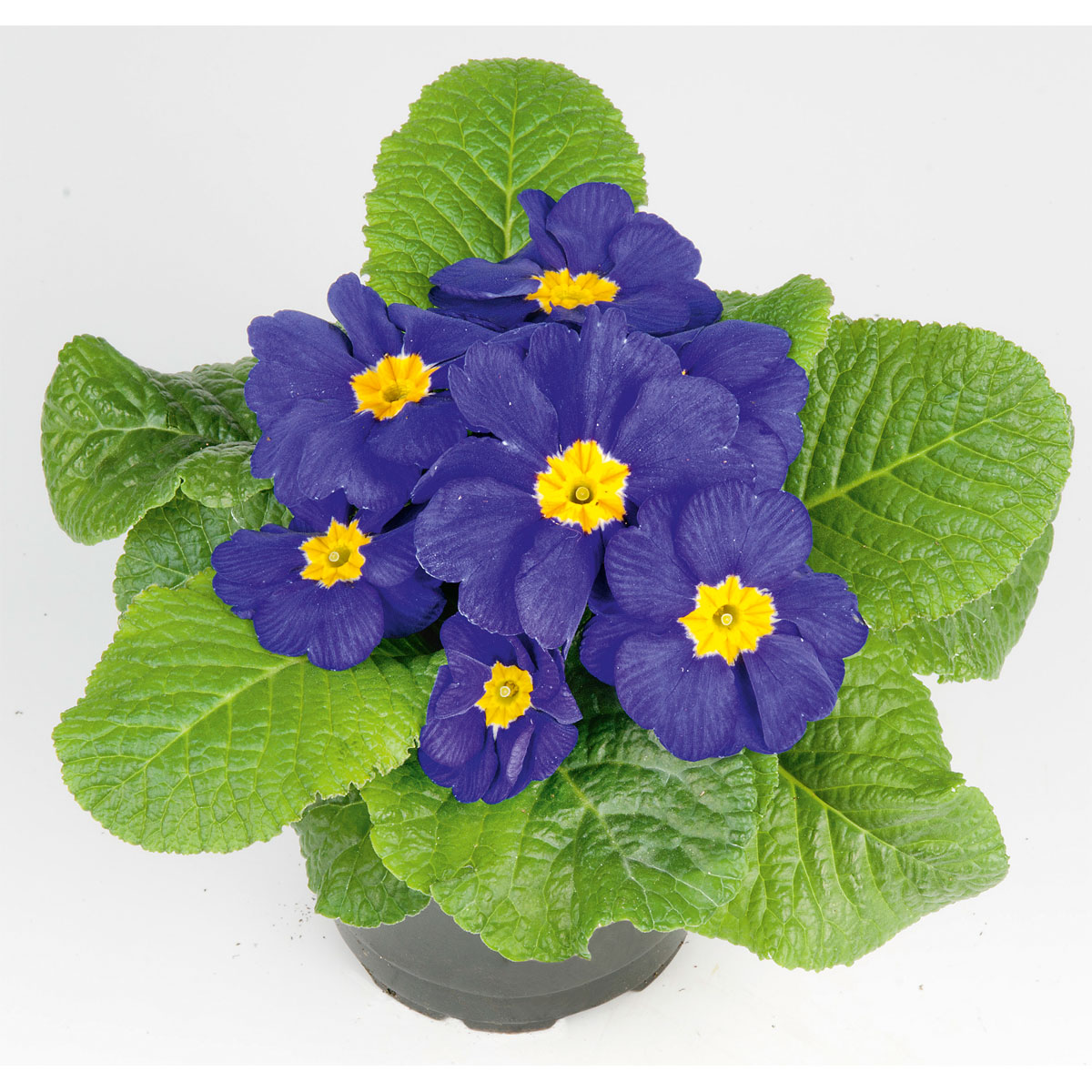 Plantiflor  Primel Topf Durchmesser 10,5 cm Bild 3