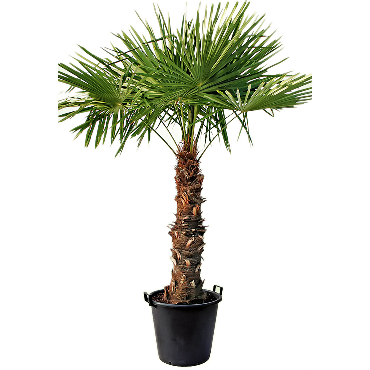 Plantiflor  Hanfpalme Trachycarpus fortunei im Topf Durchmesser 30 cm