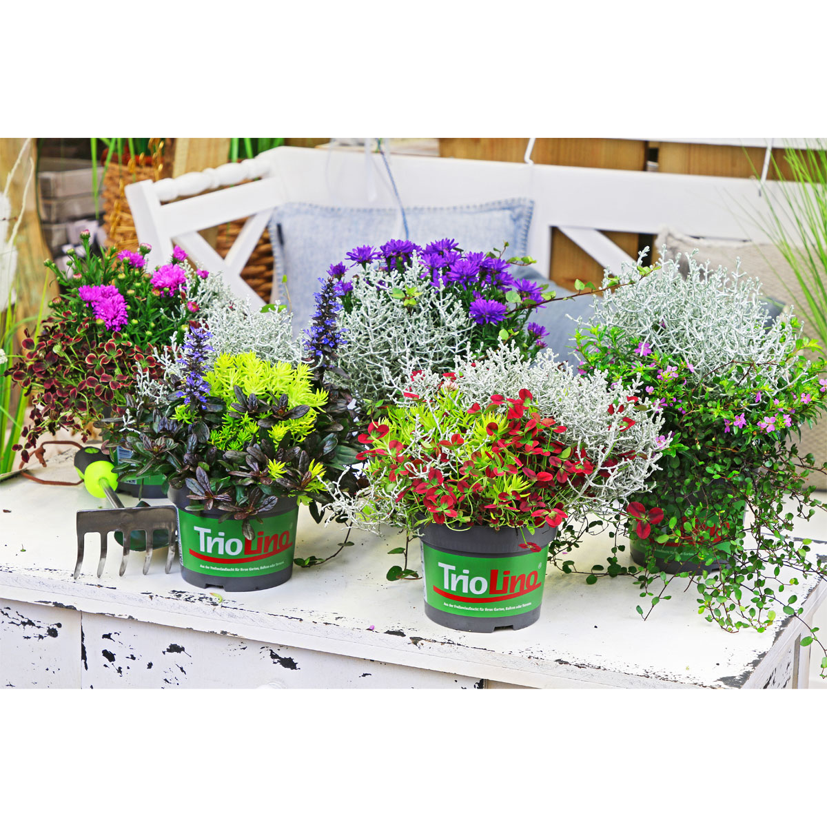 Plantiflor  Herbstpflanzen-Trio TrioLino Topf Durchmesser 13 cm Bild 2