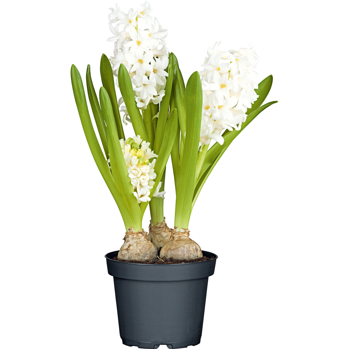 Plantiflor Hyazinthe 3er Topf Durchmesser 10,5 cm
