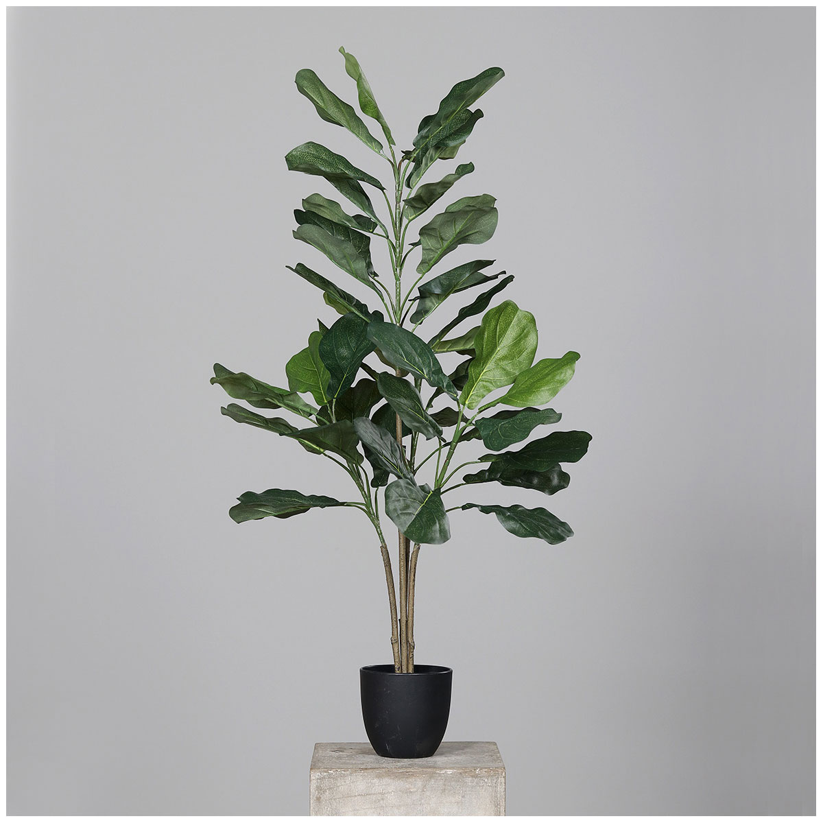 Geigenfeige Kunststofftopf schwarz 100 cm