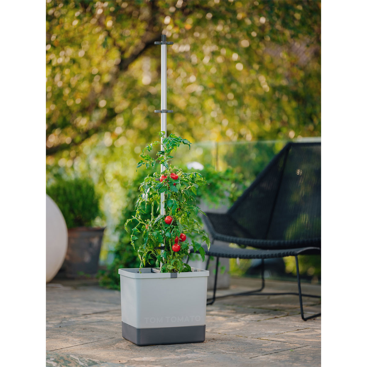 Anzuchtsgefäß Tom Tomato hellgrau Bild 2
