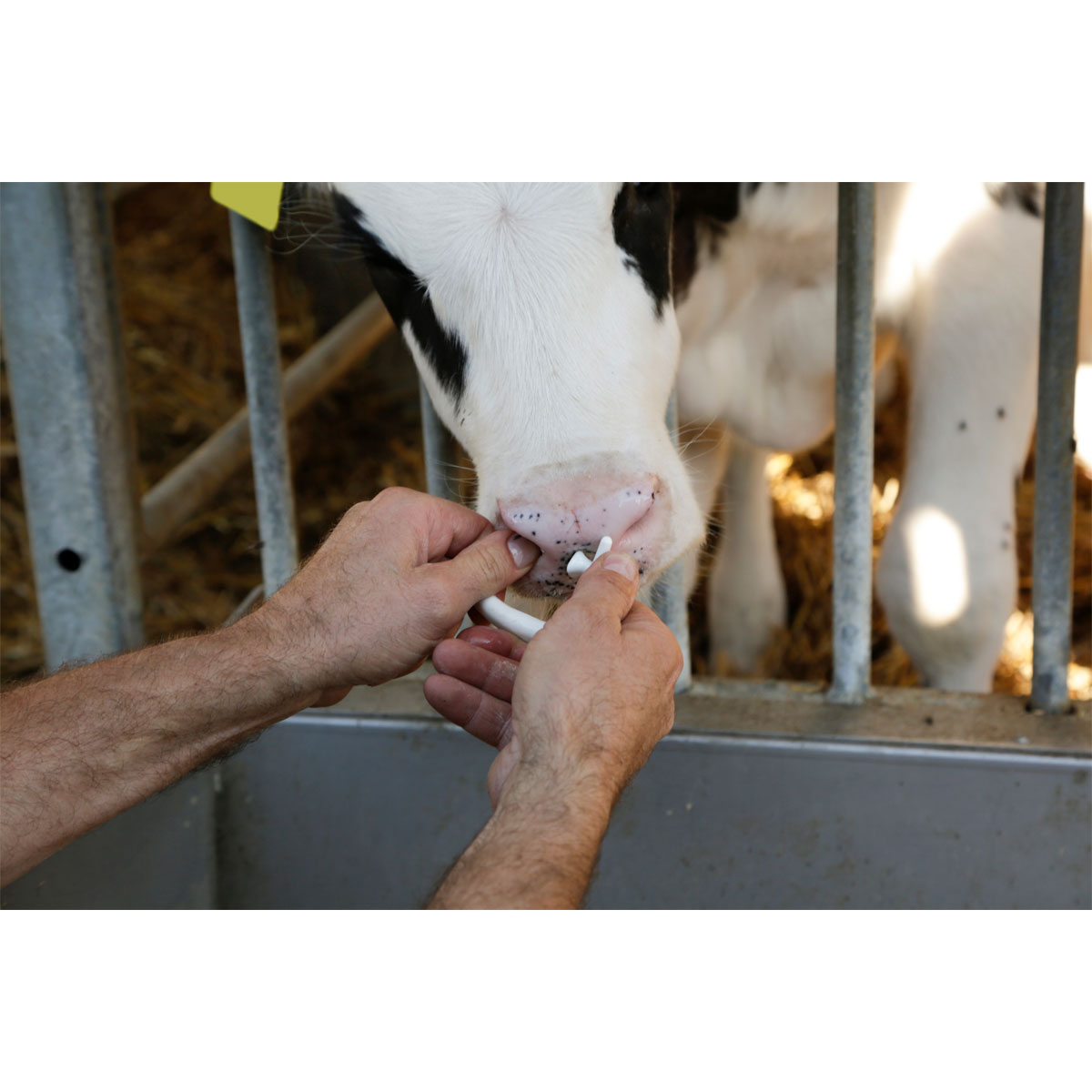 Viehsaugentwöhner SuckStop Müller für Großvieh Bild 5