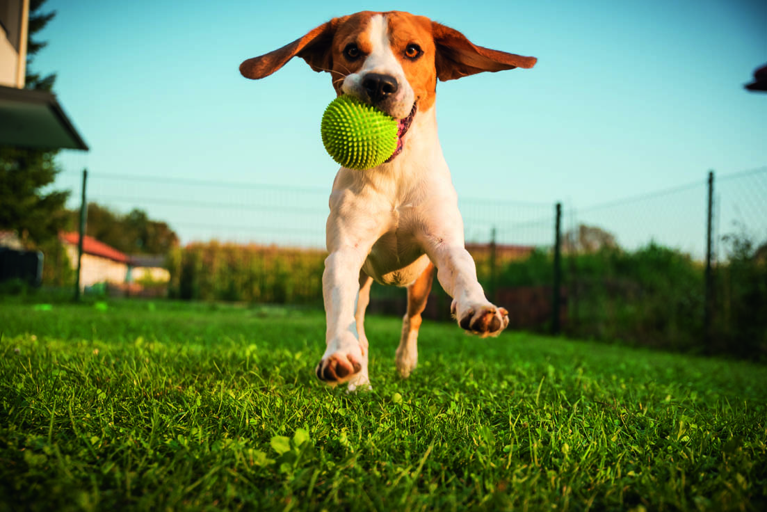Ein Hund rennt über Gras und hält einen grünen Ball im Maul.