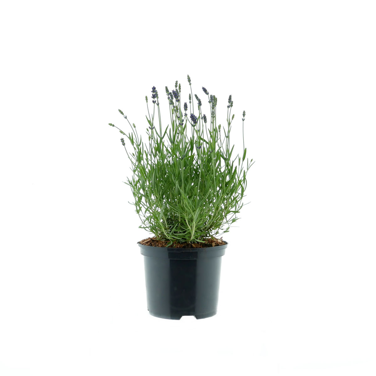 Plantiflor Provence Lavendel Essence Purple Topf Durchmesser 17 cm Plantiflor Provence Lavendel Essence Purple Topf Durchmesser 17 cm