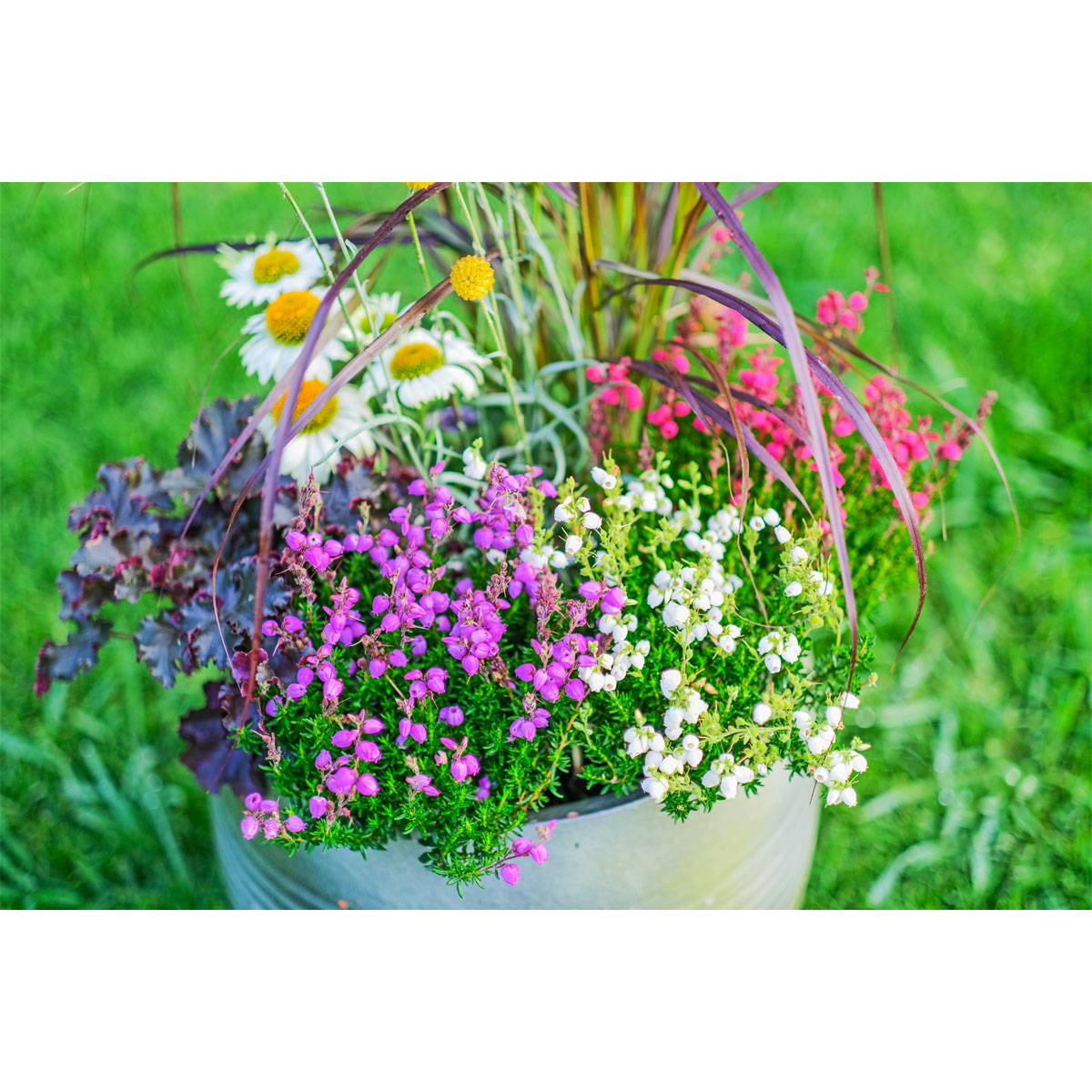 Glockenheide Topf- Durchmesser 11 cm Bild 2