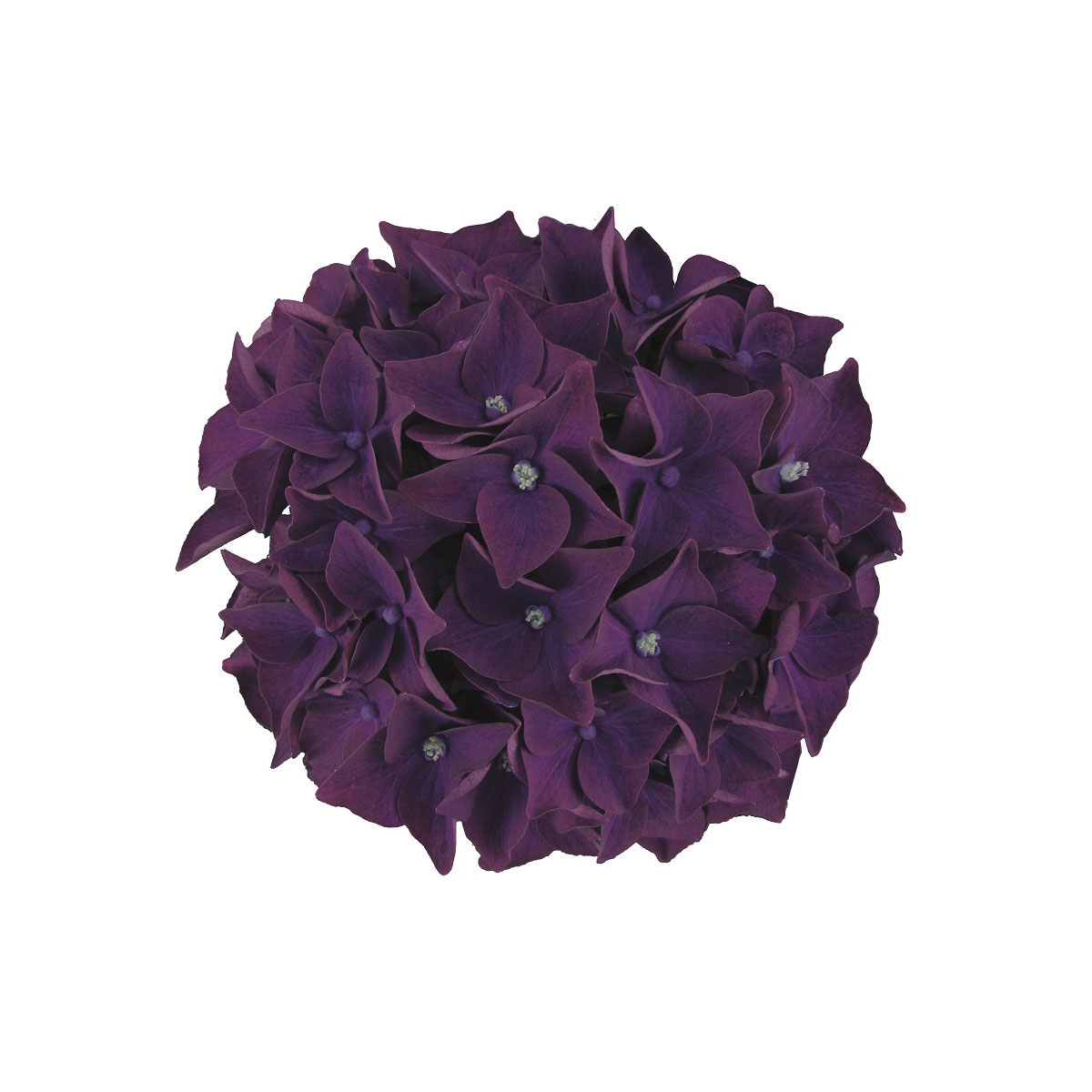 Plantiflor  Hortensie Music Collection Topf Durchmesser 23 cm Bild 3